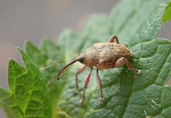 Curculio glandium