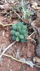 Pyrenacantha kaurabassana