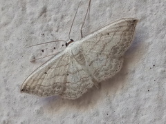 Scopula umbilicata