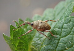 Curculio glandium