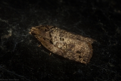 Cryptoptila immersana