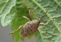 Curculio glandium