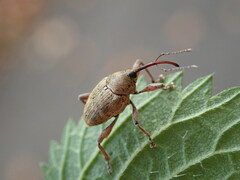 Curculio glandium