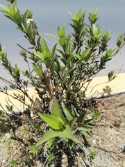 Baccharis latifolia