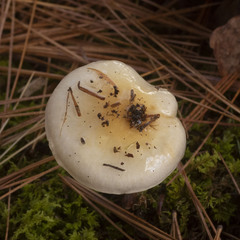 Hygrophorus flavodiscus