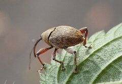 Curculio glandium
