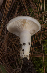 Hygrophorus flavodiscus