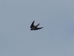 Hirundo rustica