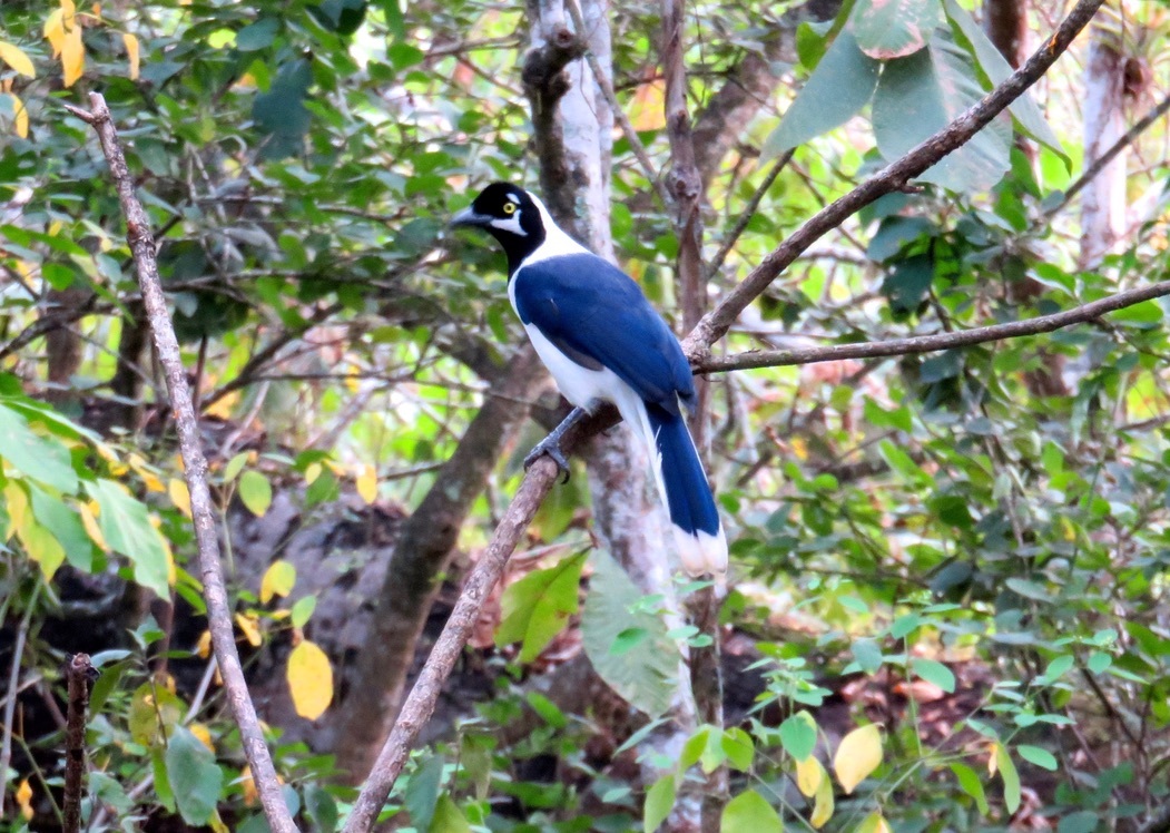 Corvidae image