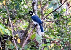 Cyanocorax mystacalis