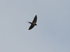Hirundo rustica