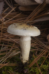 Hygrophorus flavodiscus