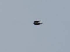 Hirundo rustica