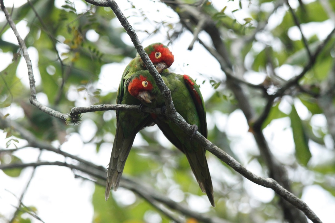 Aratinga image