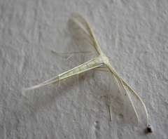Pterophorus
