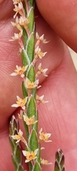 Struthiola myrsinites