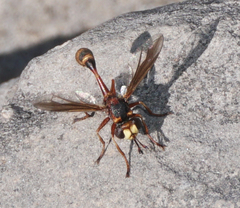 Physocephala texana