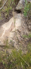 Struthiola myrsinites
