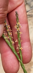 Struthiola myrsinites