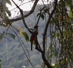 Trogon mesurus