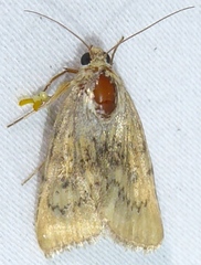Heliocheilus paradoxus