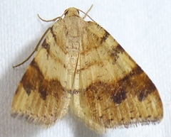 Macaria plumosata