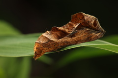 Oraesia emarginata