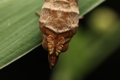 Oraesia emarginata
