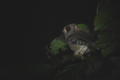 Otus bakkamoena