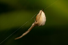 Uloborus walckenaerius