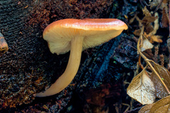 Pluteus romellii