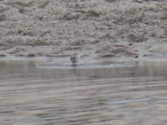 Motacilla alba