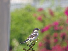 Lanius collaris collaris