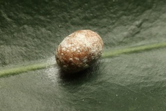 Eriococcus
