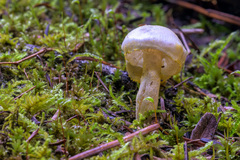 Lepiota magnispora