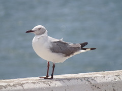 Chroicocephalus cirrocephalus
