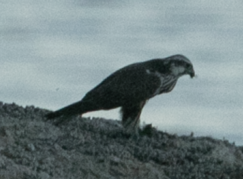 Halcón sacre (Falco cherrug)