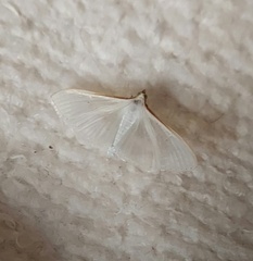 Palpita vitrealis