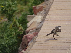 Motacilla capensis capensis