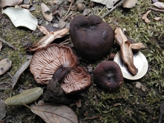 Lactarius serifluus