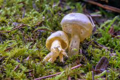 Lepiota magnispora