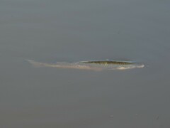 Mugilidae
