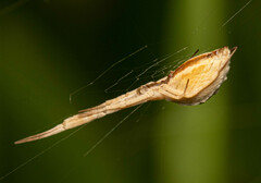 Uloborus walckenaerius