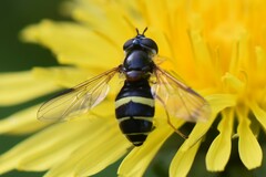 Dasysyrphus tricinctus