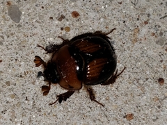 Bolbocerosoma farctum