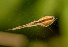 Uloborus walckenaerius