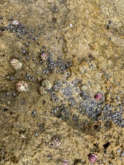 Nerita versicolor