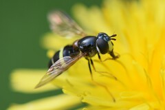 Dasysyrphus tricinctus