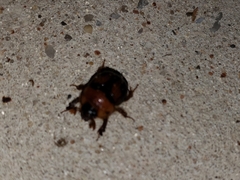 Bolbocerosoma farctum