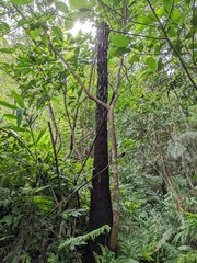 Ficus benguetensis